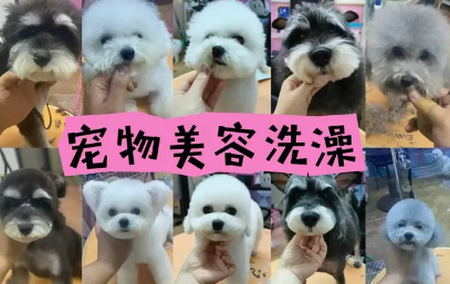 爱尚宠物服务中心·上门洗宠物 猫上门洗澡 狗狗上门洗澡美容 精洗加护理专业美容师耐心洗护