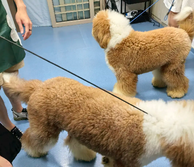 深圳宠物美容，专业上门护美