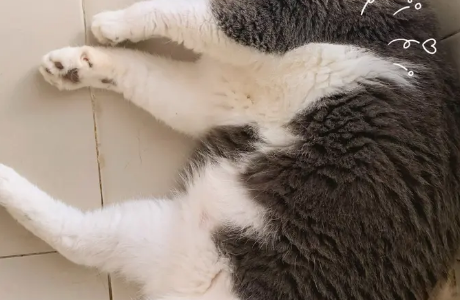 深圳上门喂养美容洗护接单啦