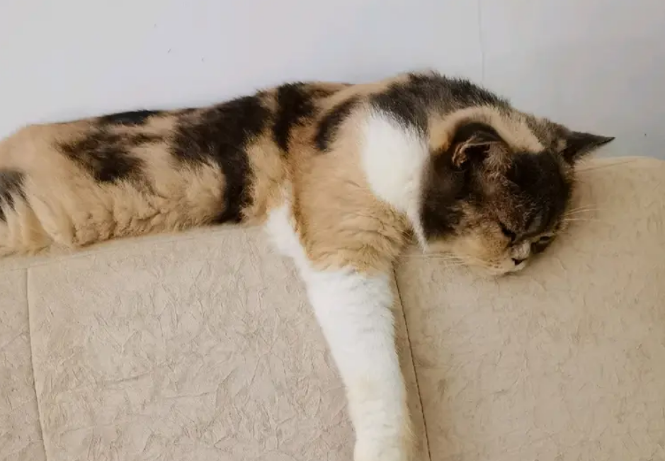 宠物服务喂养寄养猫咪狗狗