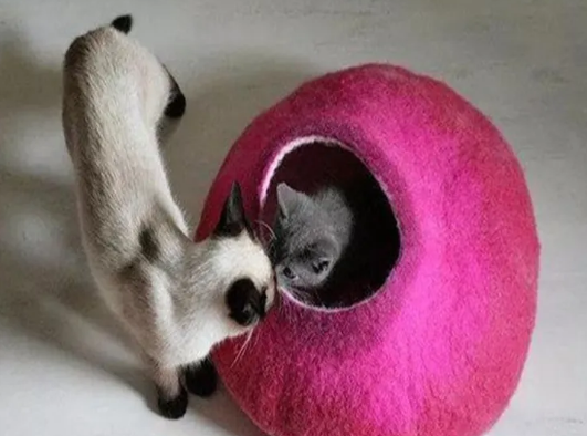 正伟 简约创意羊毛毡猫窝 半封闭式用品 新款四季通用毛毡布宠物狗窝